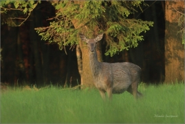 <p>JELEN LESNÍ (Cervus elaphus) Šluknovsko - Valdek ---- /Red deer - Rothirsch/
</p>